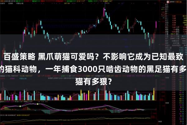 百盛策略 黑爪萌猫可爱吗？不影响它成为已知最致命的猫科动物，一年捕食3000只啮齿动物的黑足猫有多狠？